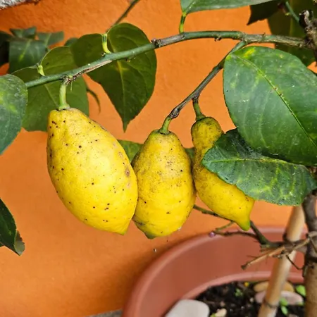 Mexicana Pink Lägenhet