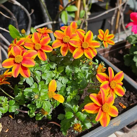 Mexicana Pink דירה *