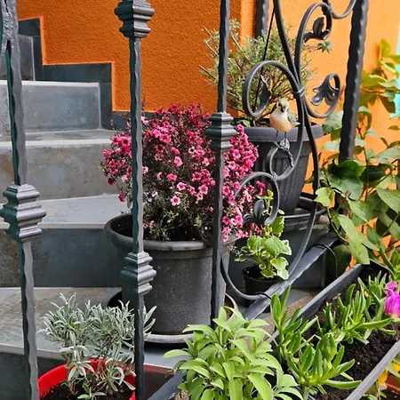 דירה Mexicana Pink זאדאר