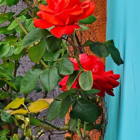 דירה Mexicana Pink זאדאר