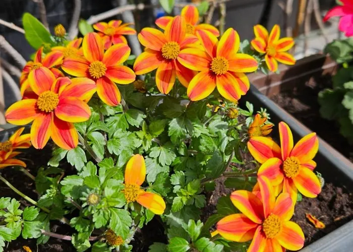 Mexicana Pink Апартаменты *