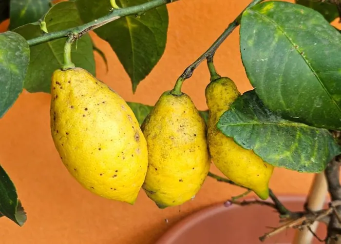 Mexicana Pink Lejlighed