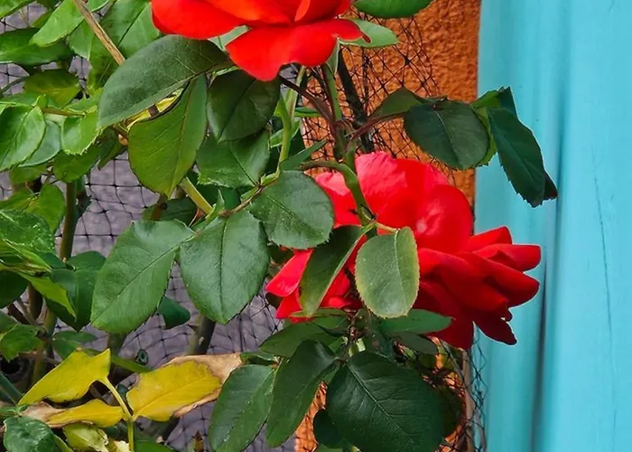 Διαμέρισμα Mexicana Pink Ζαντάρ